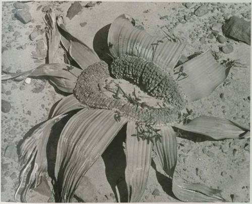 "1950 400 series  40 prints / Kaokoveld": Welwitschia, close-up (print is a cropped image)