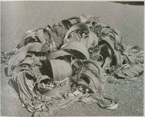 "1950 400 series  40 prints / Kaokoveld": Welwitschia (print is a cropped image)