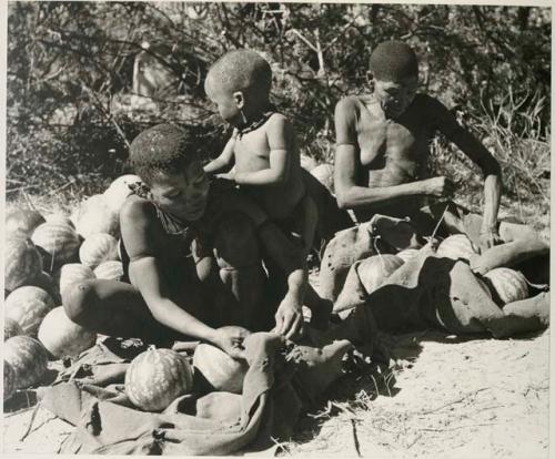 [No folder title]: Tsekue and /Twikwe unloading tsama melons from their karosses, with Oukwane standing between them







