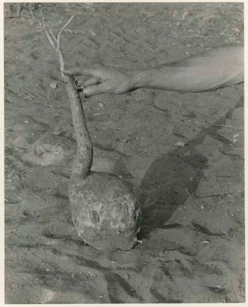 [No folder title]: Robert Story's hand pointing to a plant storage organ (print is a cropped image)