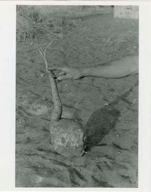 [No folder title]: Robert Story's hand pointing to a plant storage organ (print is a cropped image)