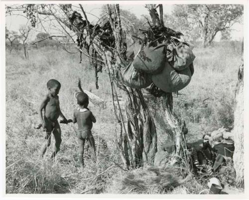 [No folder title]: /Gaishay (≠Toma and !U's son) and /Gaishay (son of "Gao Medicine" and Di!ai) under a tree hung with bags of biltong and nuts (print is a cropped image)