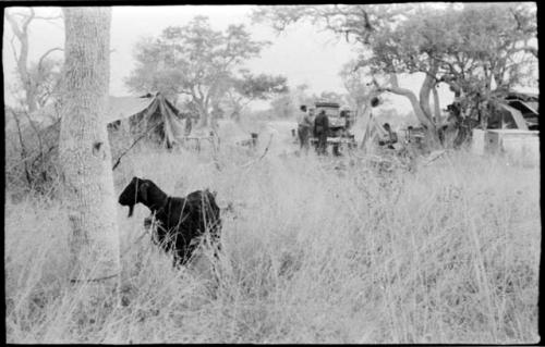 Goat tied to a tree, with expedition camp in the distance