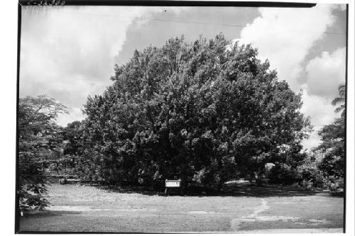 Hacienda, laurel tree.