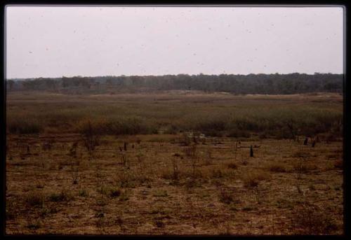 Landscape with trees in the distance