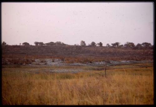 Landscape with trees in the distance