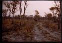 Distant view of elephant