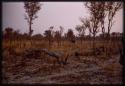 Distant view of elephant