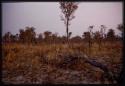 Distant view of elephant