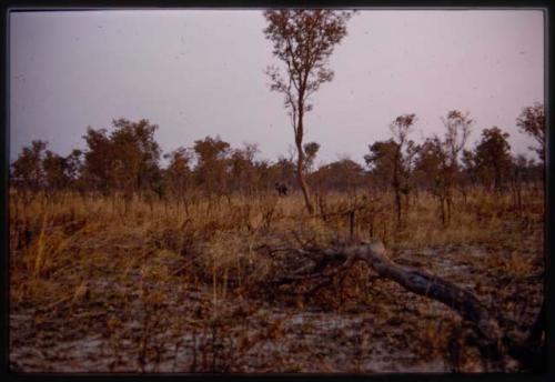 Distant view of elephant