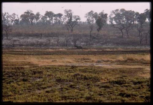 Distant view of rhinoceros