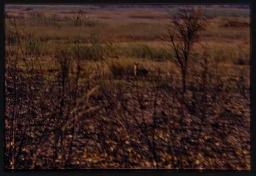 Distant view of reedbuck lying down