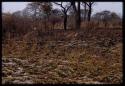 Distant view of reedbuck lying down