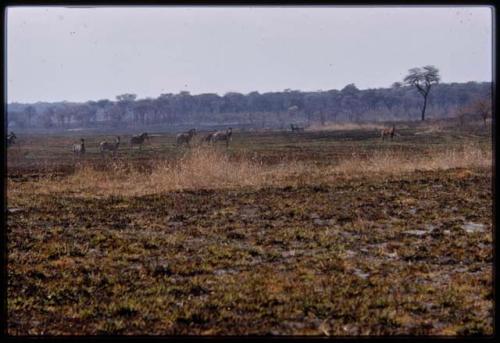 Herd of zebras