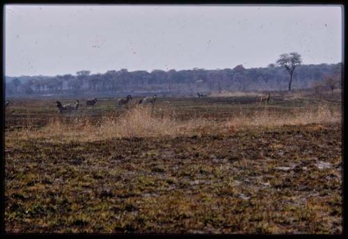 Herd of zebras