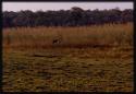 Leopard running