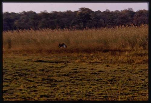 Leopard running