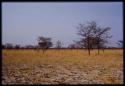 Landscape with grass and sand