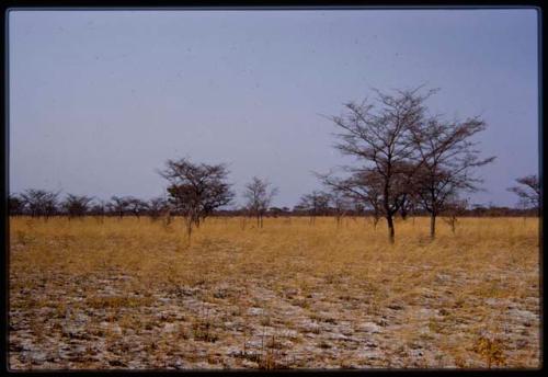 Landscape with grass and sand