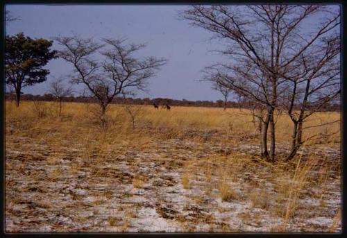 Distant view of tsessebes