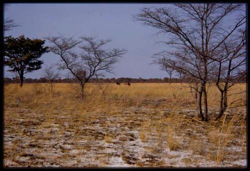 Distant view of tsessebes