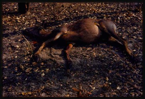 Dead tsessebes lying on the ground