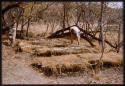 Pedro Imiljo bending over to see something in his garden, with Lorna Marshall standing