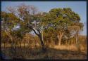 Trees near the expedition camp