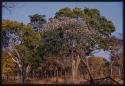 Trees near the expedition camp