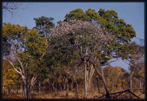 Trees near the expedition camp