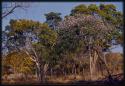 Trees near the expedition camp