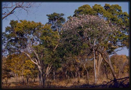 Trees near the expedition camp