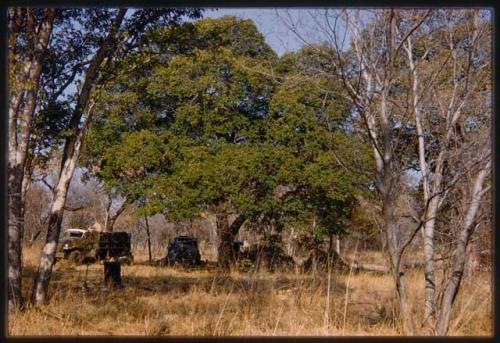 Trucks in the expedition camp, distant view