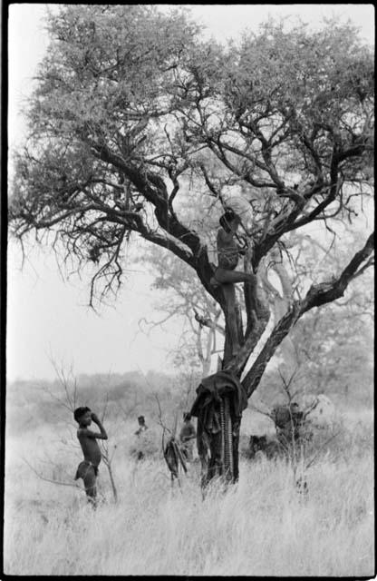 Boys climbing in a tree with hanging belongings