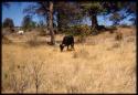 Cows grazing near trees