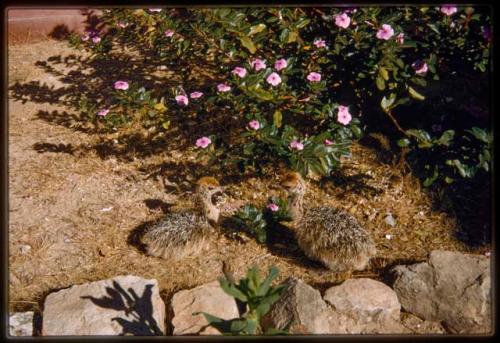 Baby ostriches at the house of Senhor Duarte Alexander