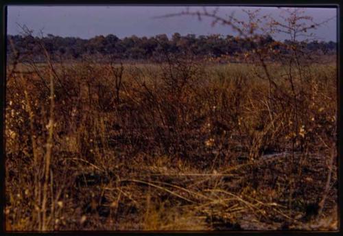 Bush near Tondo River