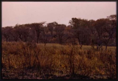 Landscape with trees