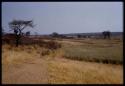 Animals in grass along road