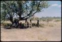 Children, Groups, play: Children playing under a tree in a dance circle area