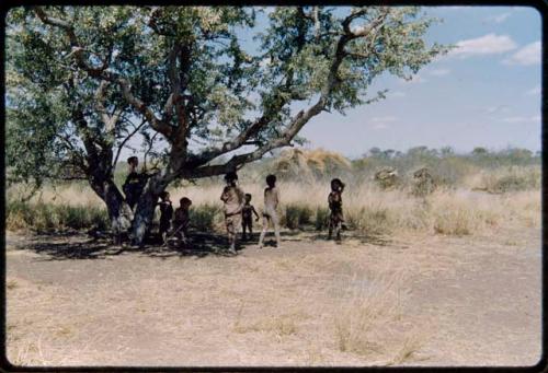 Children, Groups, play: Children playing under a tree in a dance circle area