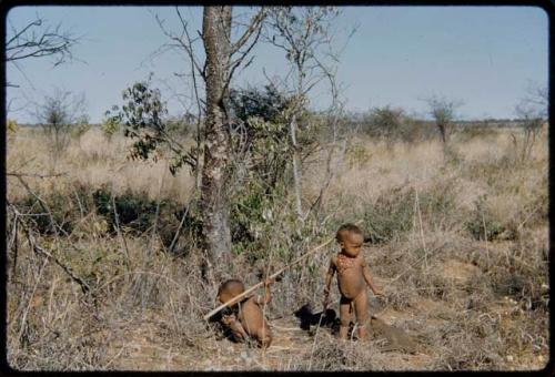 Children, Socialization--hunting, carrying: Two little children playing with digging sticks, imitating women nearby gathering veldkos