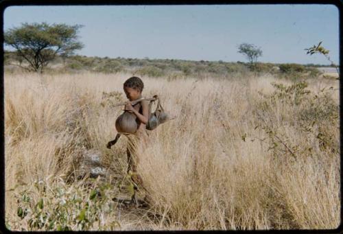 Children, Socialization--hunting, carrying: Child carrying water bags on a carrying stick over his shoulder