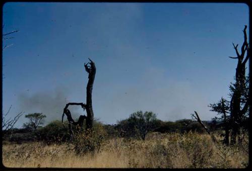 Fire, Veld: Burnt trees, with smoke from veld fire in the distance