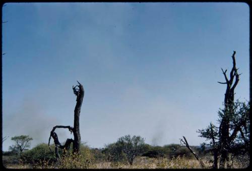 Fire, Veld: Burnt trees, with smoke from veld fire in the distance