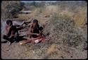 Food, Meat: "Old ≠Toma" cutting a quarter of meat, his share in a distribution of meat, with a friend sitting beside him