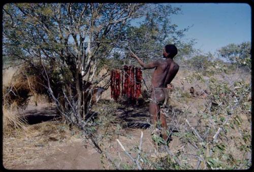 Food, Meat: "Gao Medicine" hanging strips of meat on a tree branch