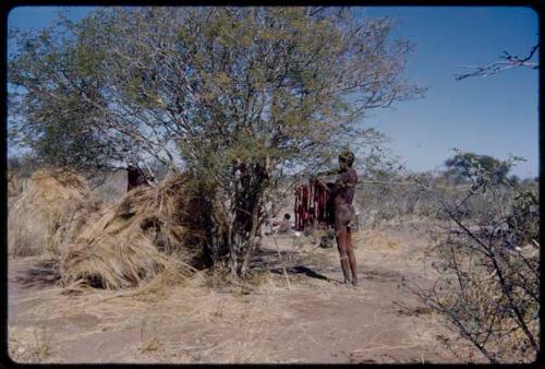 Food, Meat: "Gao Medicine" hanging strips of meat on a tree branch