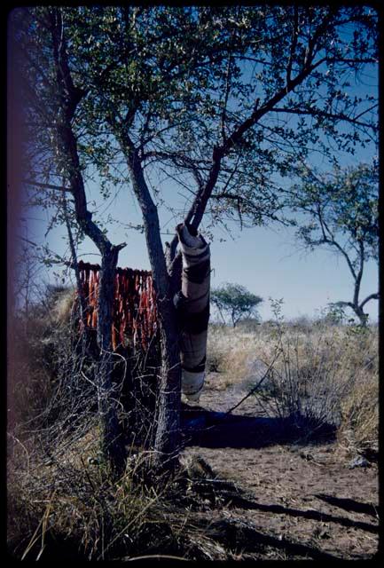 Food, Meat: Strips of meat and a rolled-up skin hanging on a tree branch