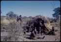 Food, Meat: "Gao Medicine" bringing a quarter of meat in meat distribution to a group of people sitting in front of a skerm